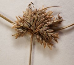 Cyperus lupulinus macilentus