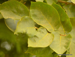 Magnoliopsida