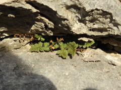 Asplenium petrarchae