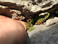 Asplenium petrarchae