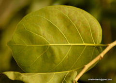 Magnoliopsida