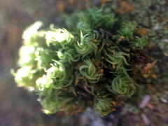 Ulota bruchii