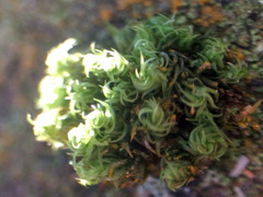 Ulota bruchii