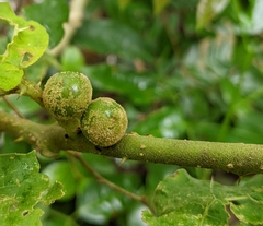 Solanum stramoniifolium