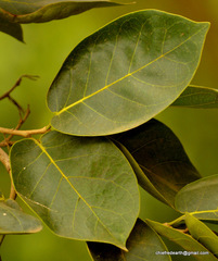Magnoliopsida