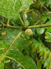 Solanum stramoniifolium