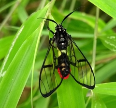 Argyroeides ophion