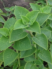 Coleus amboinicus