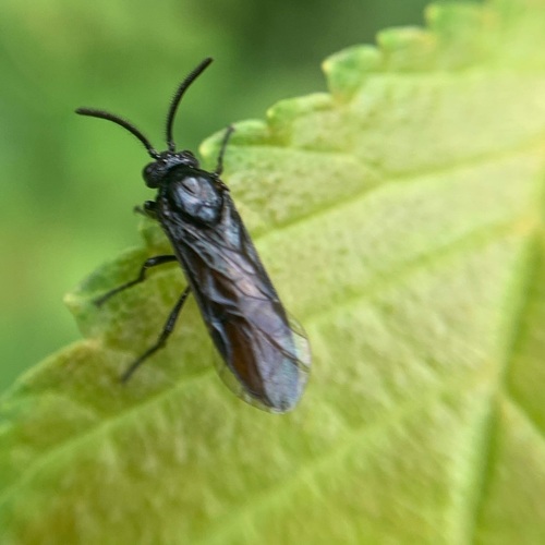 Large Rose Sawfly, Amsterdam Nieuw-West, Amsterdam, Nederland, photo 8 of 10