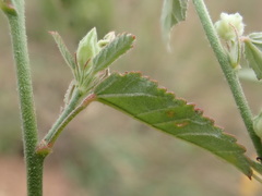 Sida alba