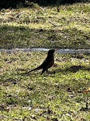 Turdus migratorius