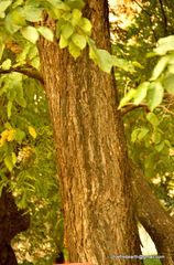 Magnoliopsida