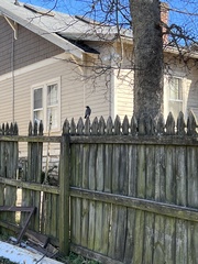 Turdus migratorius