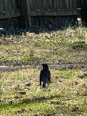Turdus migratorius