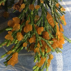 Gymnotelium blasdaleanum