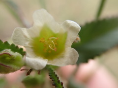 Sida alba