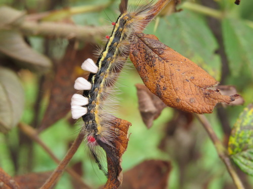 White-marked tussock moth