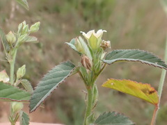 Sida alba