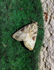 Eucarta virgo
