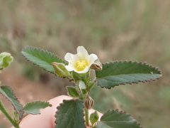 Sida alba