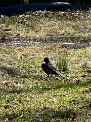 Turdus migratorius