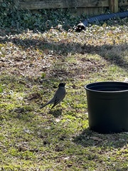 Turdus migratorius
