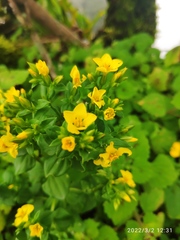 Sebaea sedoides