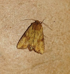 Apamea sublustris