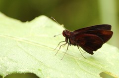 Miltomiges cinnamomea