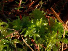 Sphagnum denticulatum