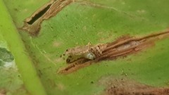 Psychoides verhuella