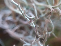 Cladonia crispata