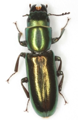 Temnoscheila acuta