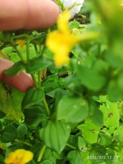 Sebaea sedoides