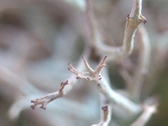 Cladonia crispata