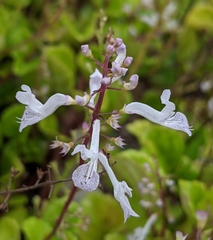 Plectranthus verticillatus