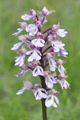 Orchis × hybrida