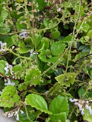 Plectranthus verticillatus