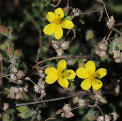 Fumana thymifolia