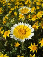Layia platyglossa