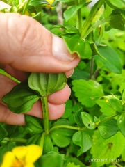 Sebaea sedoides