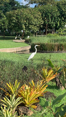 Ardea alba
