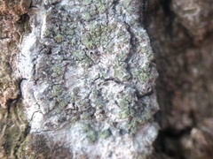 Buellia griseovirens