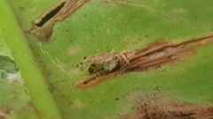 Psychoides verhuella