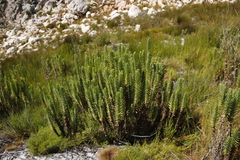 Osmitopsis asteriscoides