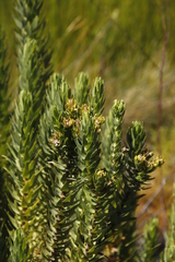 Osmitopsis asteriscoides