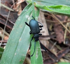Prostenus