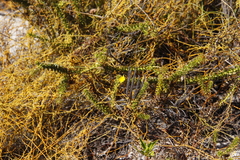 Cullumia setosa
