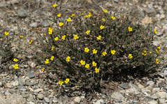 Fumana thymifolia