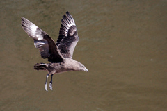 Stercorarius antarcticus